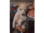 Adopt Baby a Australian Shepherd, German Shepherd Dog