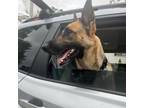 Adopt Becky a German Shepherd Dog