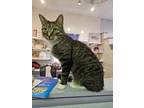 Adopt Polly a American Shorthair