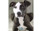 Adopt Lex a Terrier, Pit Bull Terrier