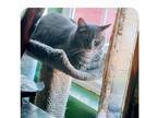 Adopt Misty a Domestic Short Hair