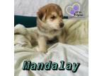 Adopt Mandalay - Vegas Litter a German Shepherd Dog, Mixed Breed