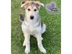 Adopt Bellagio - Vegas Litter a German Shepherd Dog, Mixed Breed
