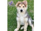 Adopt Paris - Vegas Litter a German Shepherd Dog, Mixed Breed