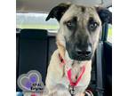 Adopt Cookie Dough - Ice Cream Litter a Belgian Shepherd / Malinois, Mastiff