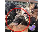 Adopt Rocky Road - Ice Cream Litter a Mastiff, Mixed Breed