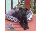 Adopt Bonjour - Blue Jeans Litter a Australian Cattle Dog / Blue Heeler