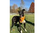 Adopt Nova a Greyhound, Great Dane