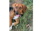 Adopt Sofia a Pembroke Welsh Corgi, Basset Hound