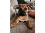 Adopt Suzy a Black Mouth Cur, Mixed Breed