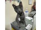 Adopt Mary Shelley (bobtail) a Domestic Short Hair, Russian Blue