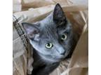 Adopt Octavia E Butler a Domestic Short Hair, Russian Blue