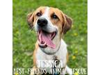 Adopt Jessica a Saint Bernard, Bernese Mountain Dog