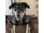 Adopt Kiara a Labrador Retriever