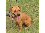 Adopt Brinkley a Dachshund, Labrador Retriever