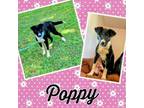Adopt Poppy a Border Collie, Mixed Breed