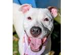 Adopt Baby Ruth a Mixed Breed