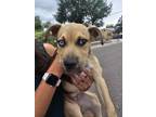 Adopt Zinnia a Mastiff, Husky