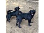 Adopt Lillian a Spaniel
