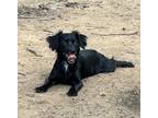 Adopt Leanne a Spaniel