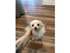 Adopt Karla - PENDING a Pomeranian, Mixed Breed