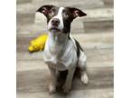 Adopt Nymeria a Mixed Breed