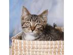 Adopt Salvatore Vitale a Domestic Short Hair