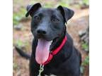 Adopt Marty a Mixed Breed