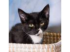 Adopt Al Capone a Domestic Short Hair