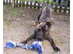 Adopt Boston a Pit Bull Terrier