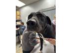 Adopt Robby a Labrador Retriever