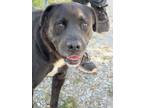 Adopt Coffey a Labrador Retriever