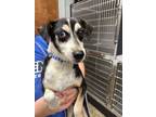 Adopt Lenny a Terrier
