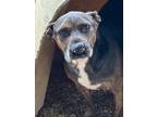 Adopt Huck Finn a Mixed Breed