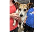 Adopt Sammy a Terrier