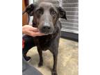 Adopt Shadow a Labrador Retriever