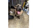 Adopt Ralphie a Mixed Breed