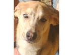 Adopt Andy a Labrador Retriever