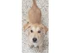 Adopt Kramer a Labrador Retriever