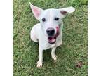 Adopt Ron a Husky