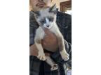 Adopt Ernie MC a Snowshoe