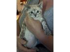 Adopt Jake GD a Siamese
