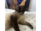 Adopt Oscar a Siamese
