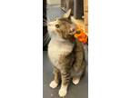 Adopt Sassy Boy (Red) a American Shorthair