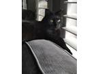 Adopt Baby (Courtesy Post) a Domestic Short Hair