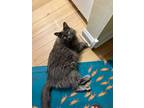 Adopt Munchkin a Russian Blue