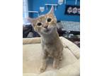 Adopt Connor a Tabby