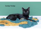 Adopt Sunday Funday a Domestic Short Hair
