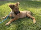 Adopt Idris a Golden Retriever, Spaniel