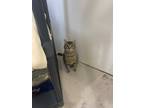 Adopt Dexter a Domestic Short Hair